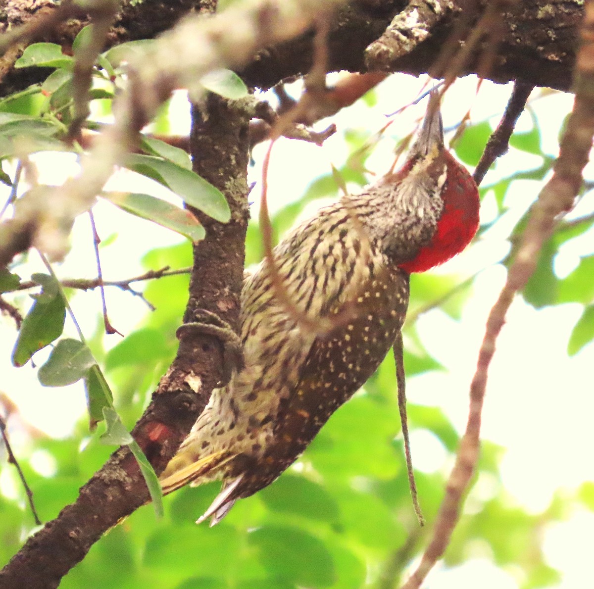 Cardinal Woodpecker - ML643339018