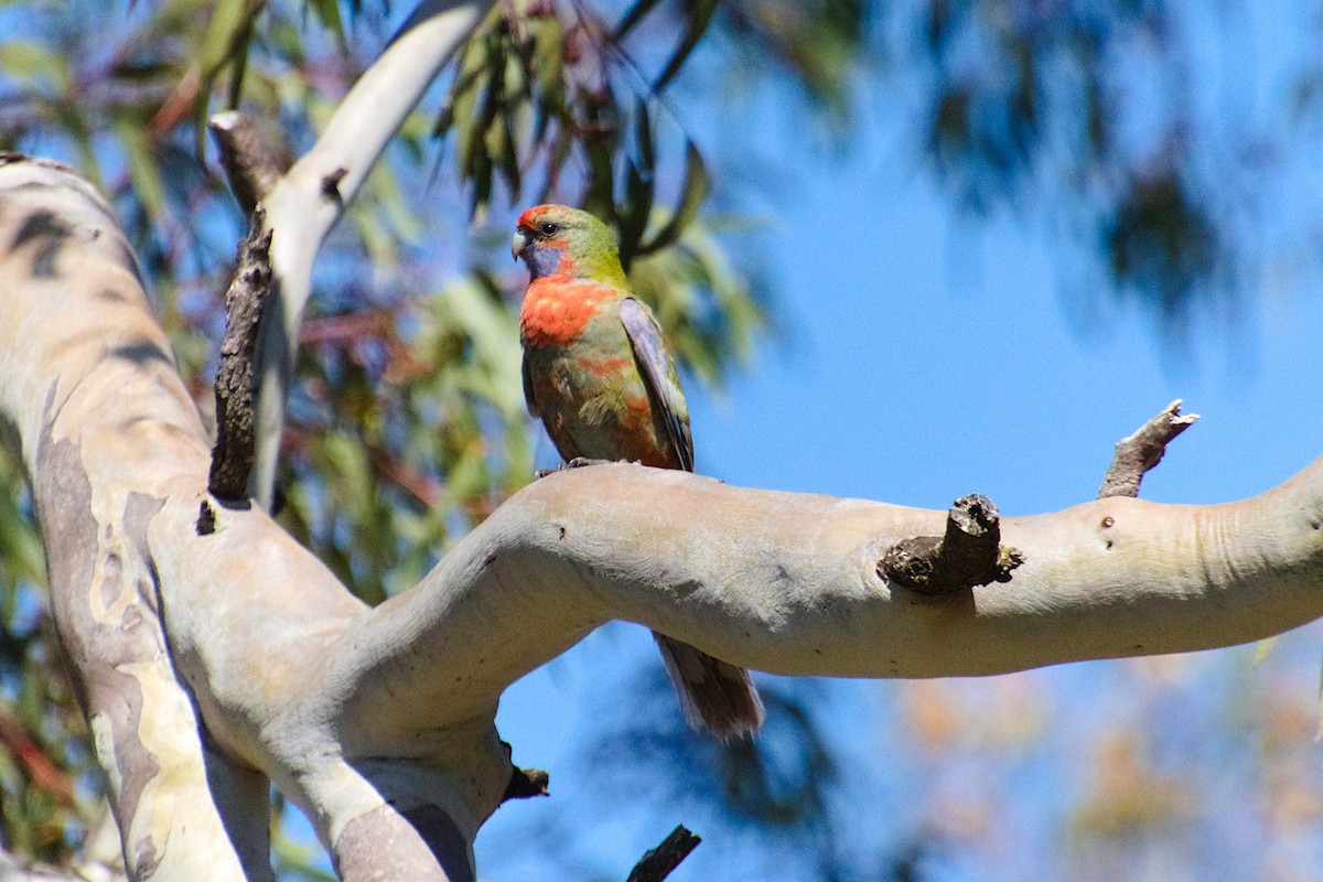 Rosella cremisi - ML643339049
