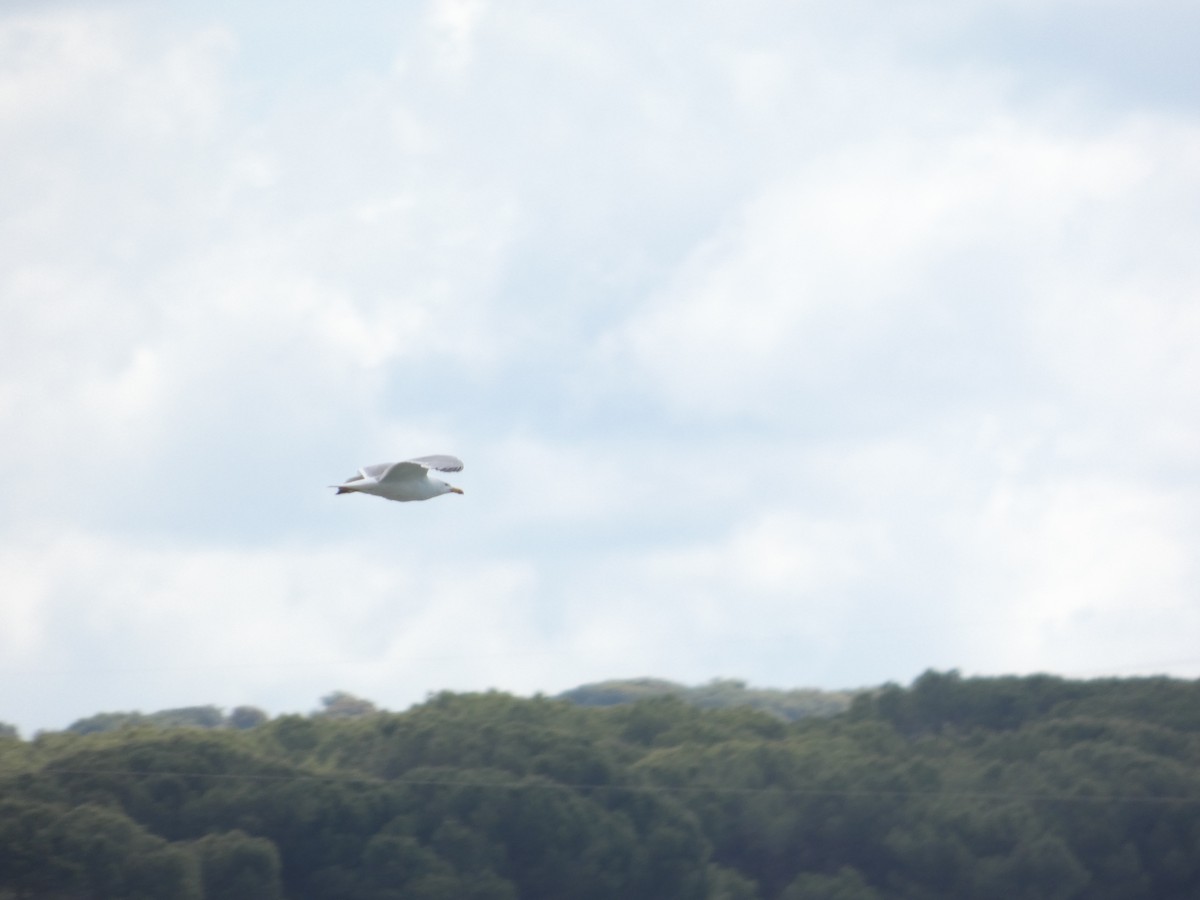 Yellow-legged Gull - ML643339060