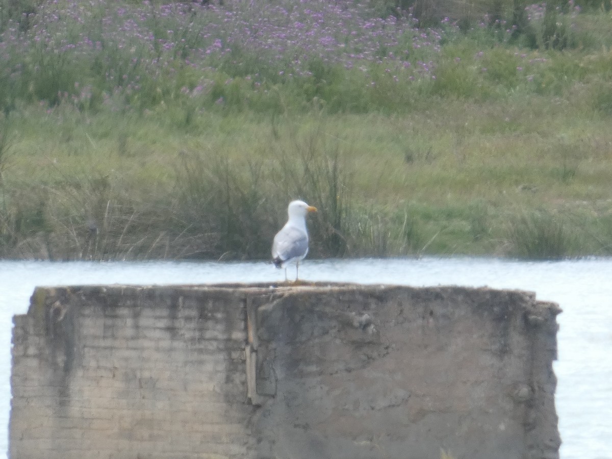 Yellow-legged Gull - ML643339061
