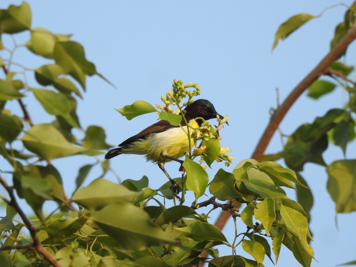 Purple-rumped Sunbird - ML643339062