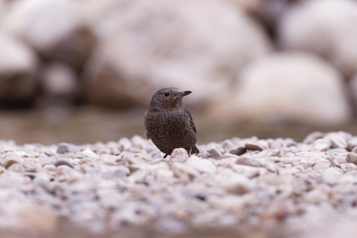 Blue Rock-Thrush - ML643339070