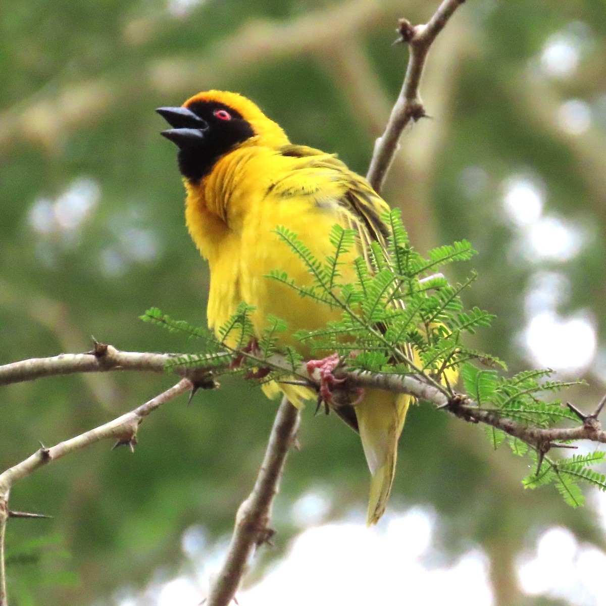 Southern Masked-Weaver - ML643339072
