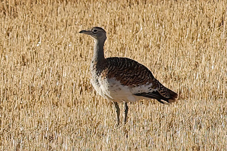 Great Bustard - ML643339075