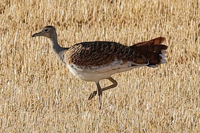 Great Bustard - ML643339076