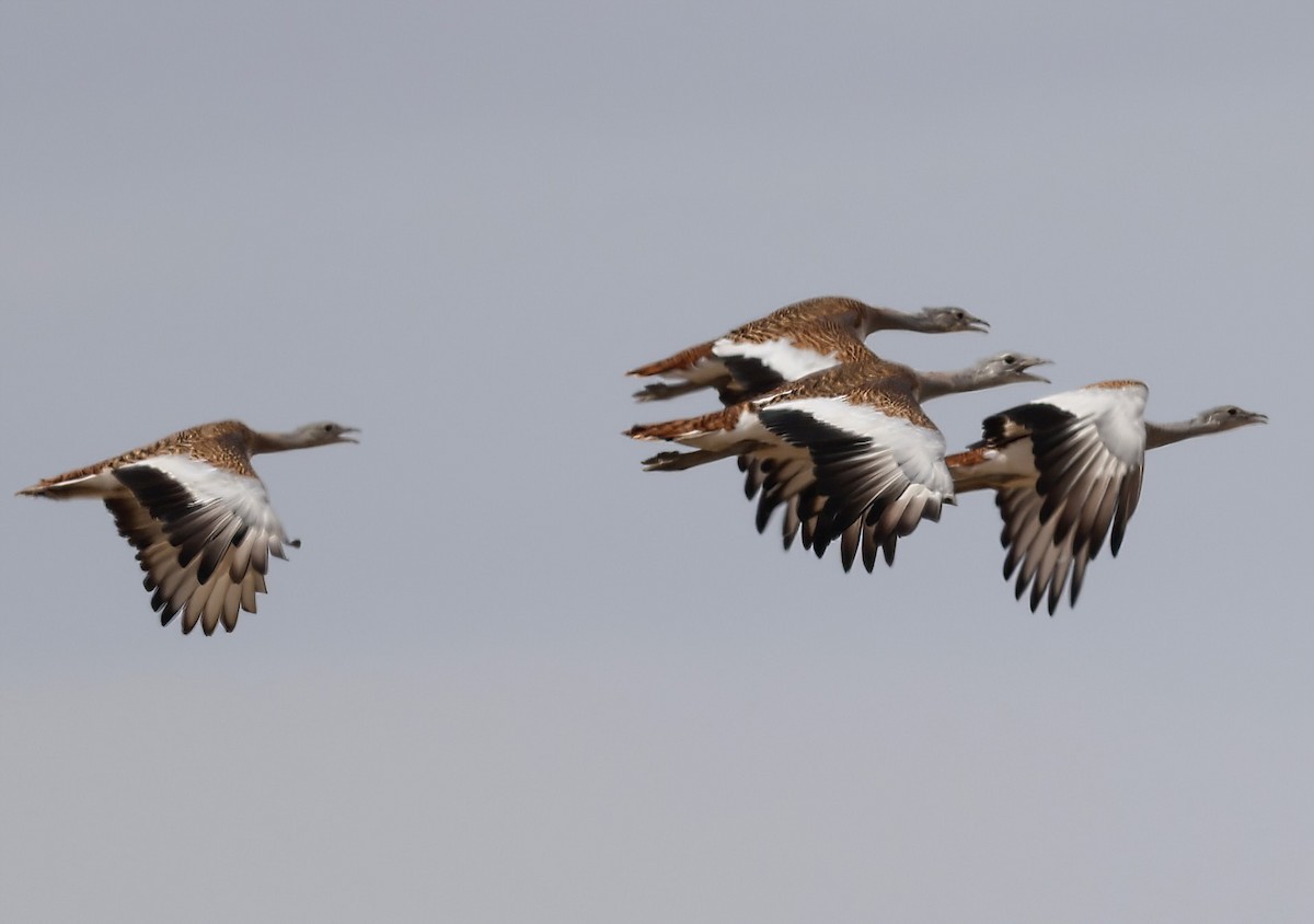 Great Bustard - ML643339077