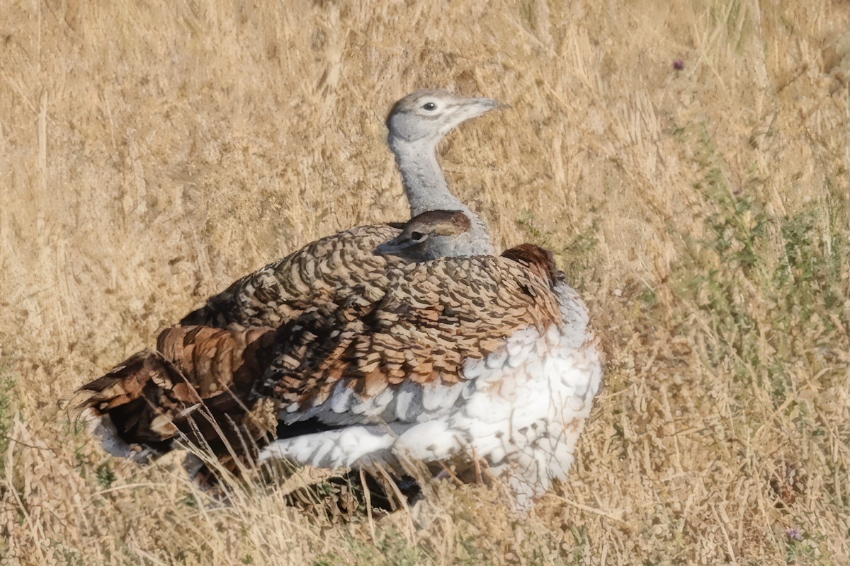 Great Bustard - ML643339078