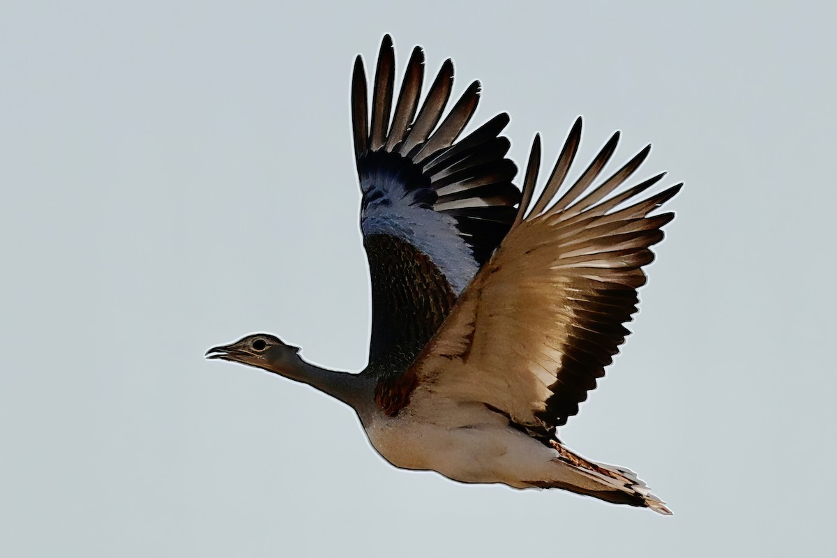 Great Bustard - ML643339080