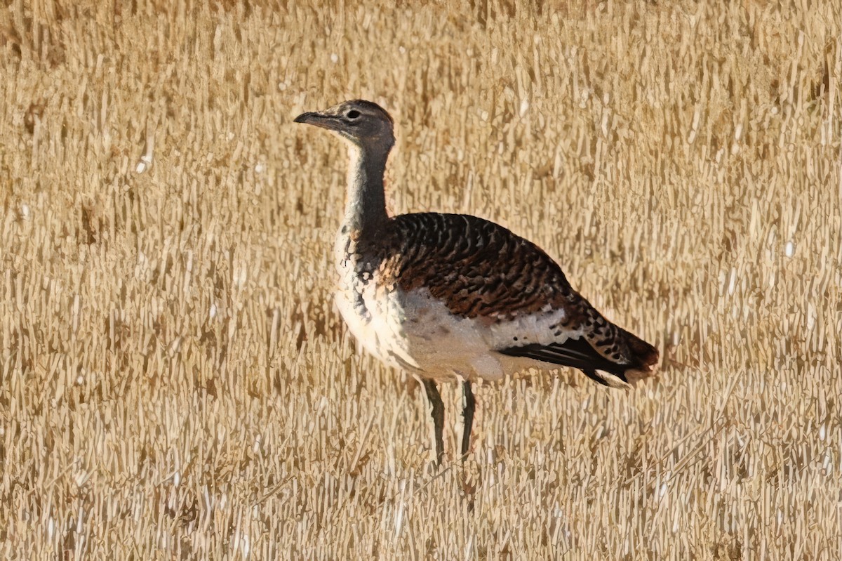 Great Bustard - ML643339082
