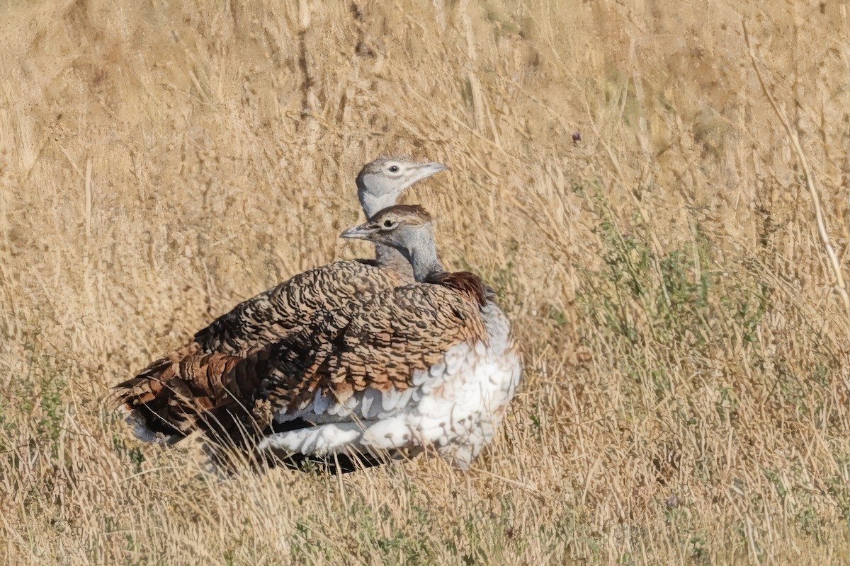 Great Bustard - ML643339083
