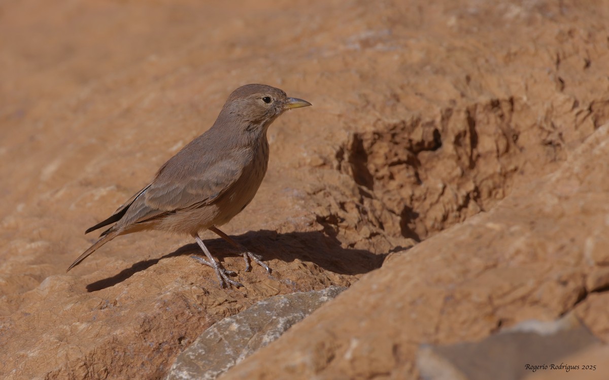 Desert Lark - ML643339093