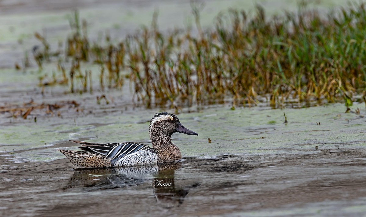 Garganey - ML643339111