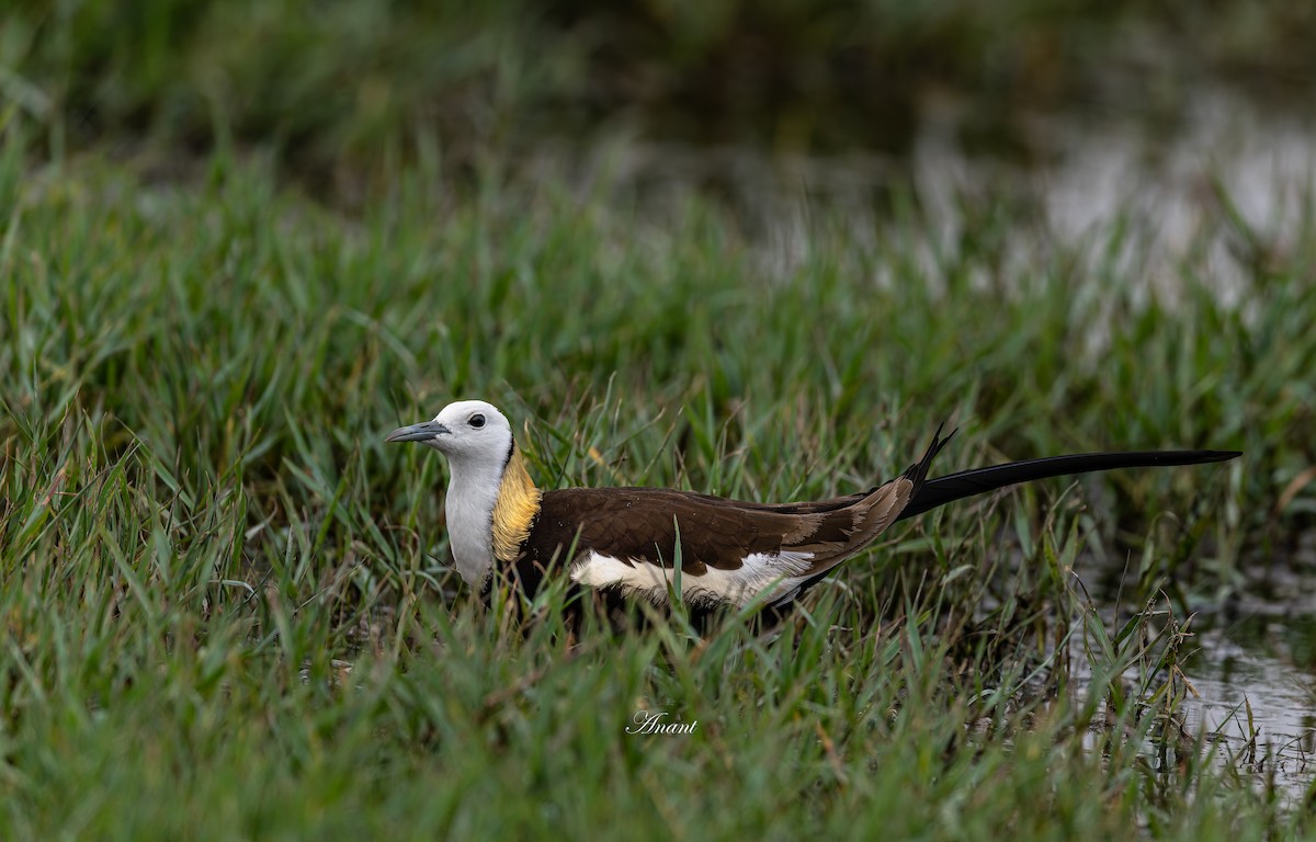 Jacana à longue queue - ML643339113