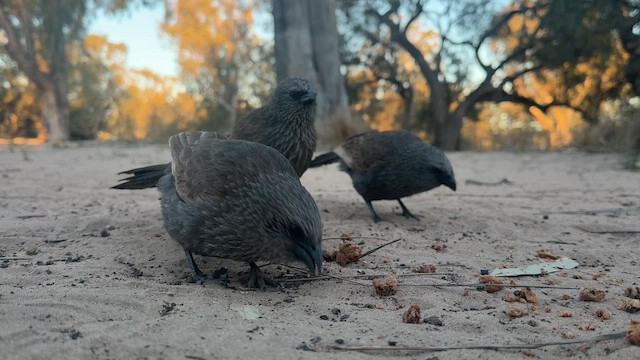 Apostlebird - ML643339125