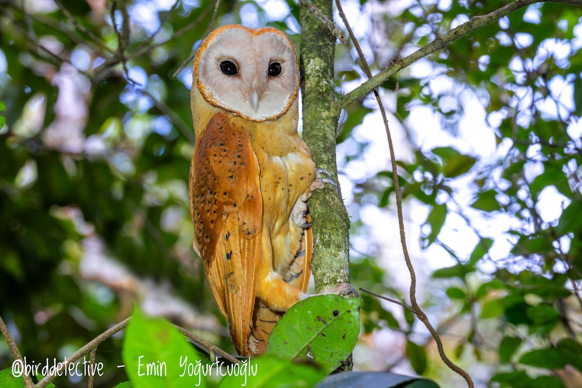 Red Owl - ML643339126