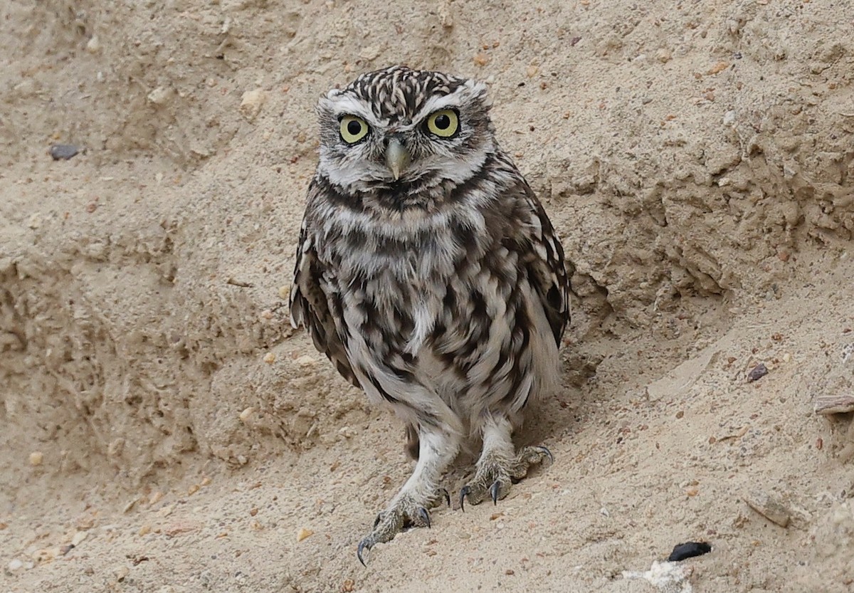 縱紋腹小鴞 - ML643339130