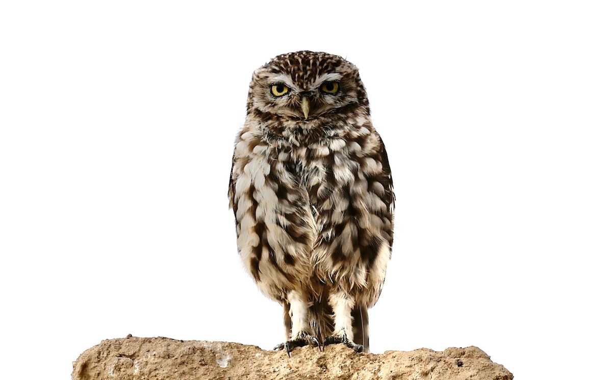 縱紋腹小鴞 - ML643339131