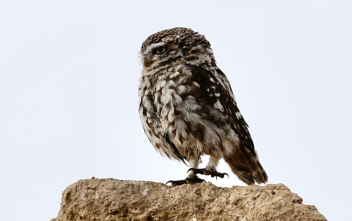 縱紋腹小鴞 - ML643339132