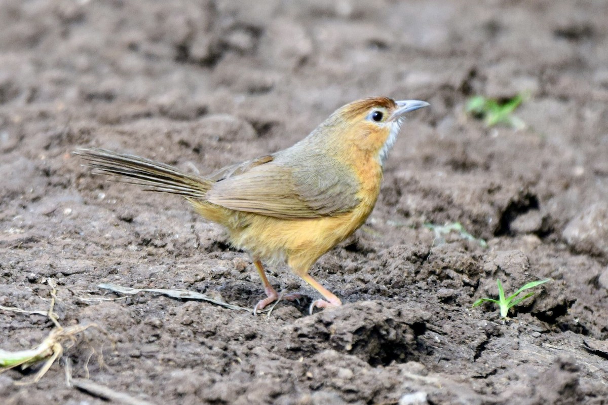 Tawny-bellied Babbler - ML643339140