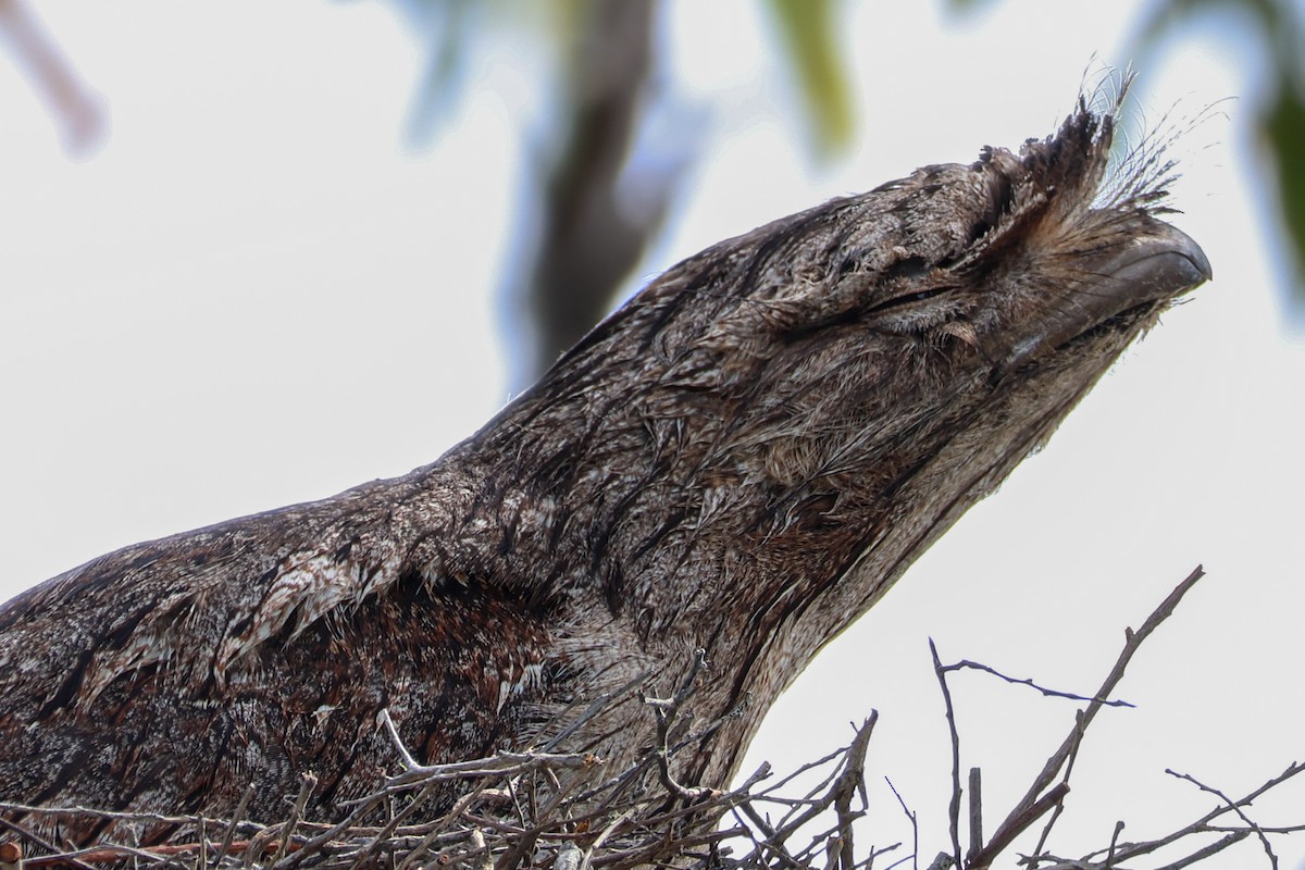 Tawny Frogmouth - ML643339141