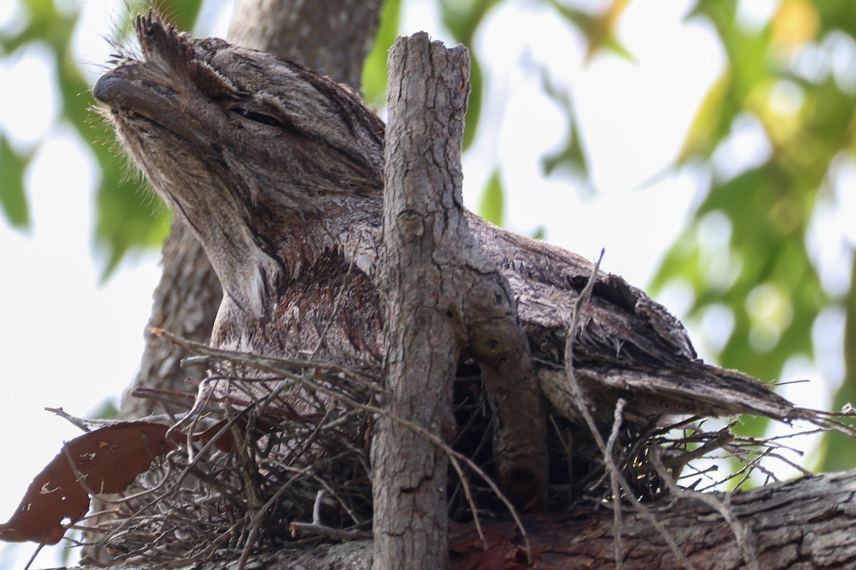 Tawny Frogmouth - ML643339142