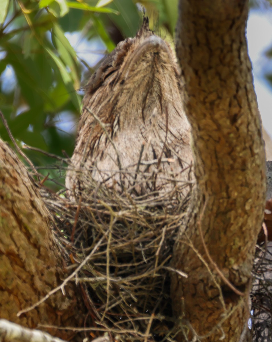 Tawny Frogmouth - ML643339143
