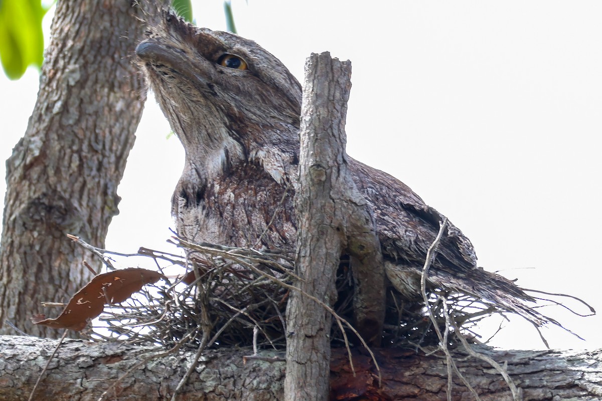Tawny Frogmouth - ML643339144