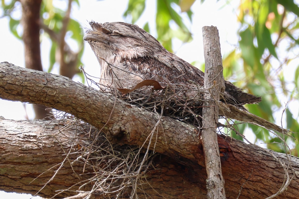 Tawny Frogmouth - ML643339145