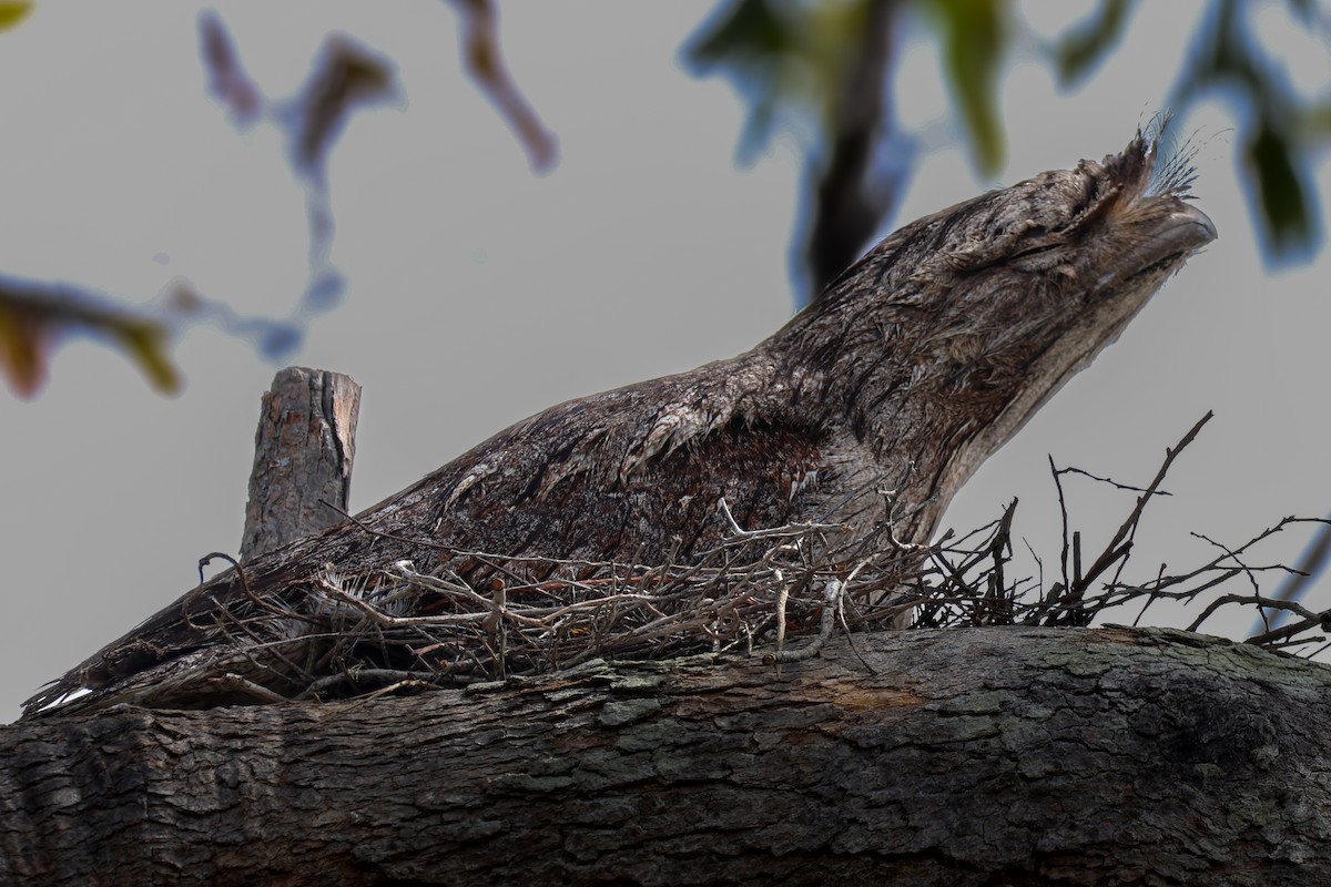 Tawny Frogmouth - ML643339146