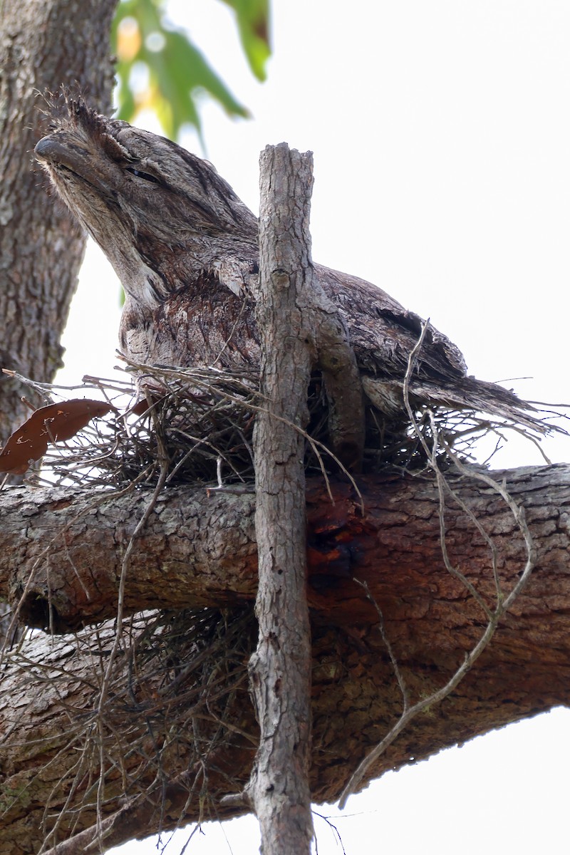 Tawny Frogmouth - ML643339147