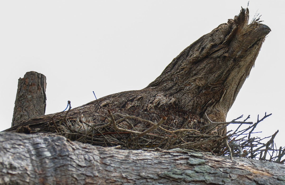 Tawny Frogmouth - ML643339148