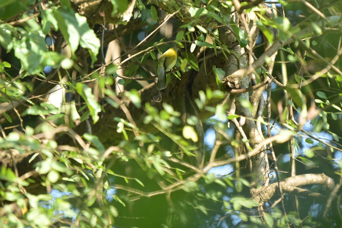 Gray-headed Bulbul - ML643339151