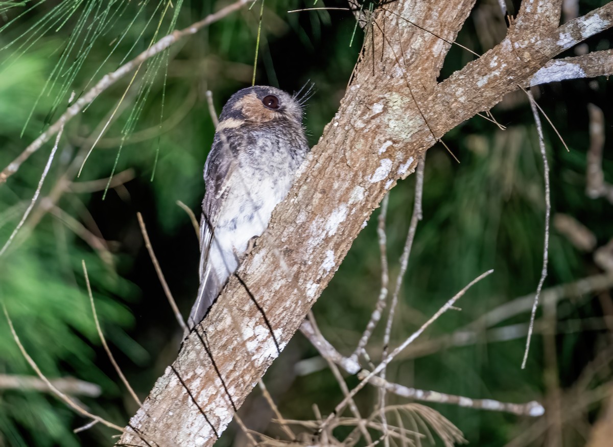 Australian Owlet-nightjar - ML643339169