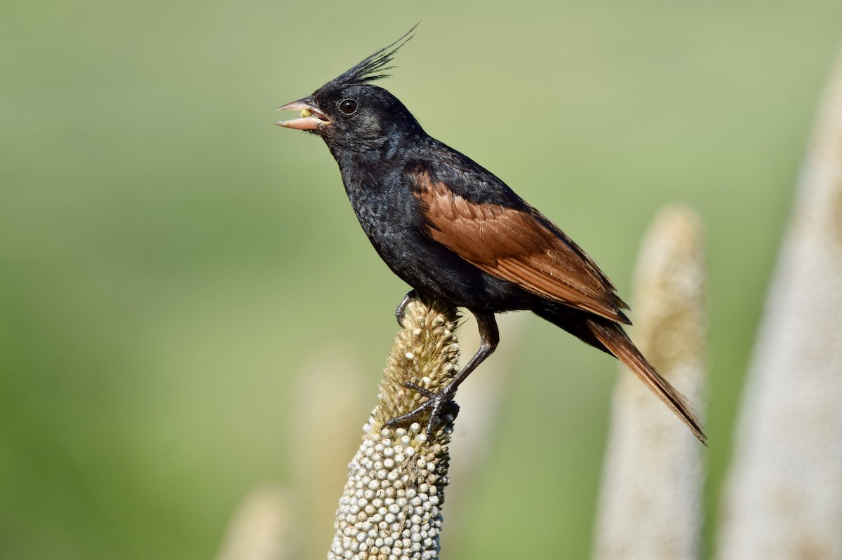 Crested Bunting - ML643339173