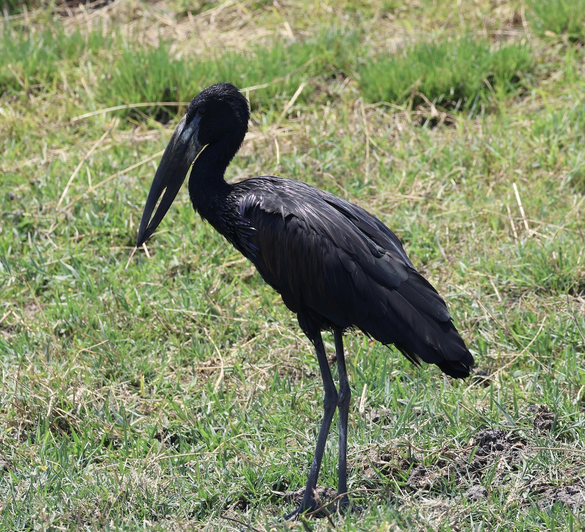 African Openbill - ML643339178