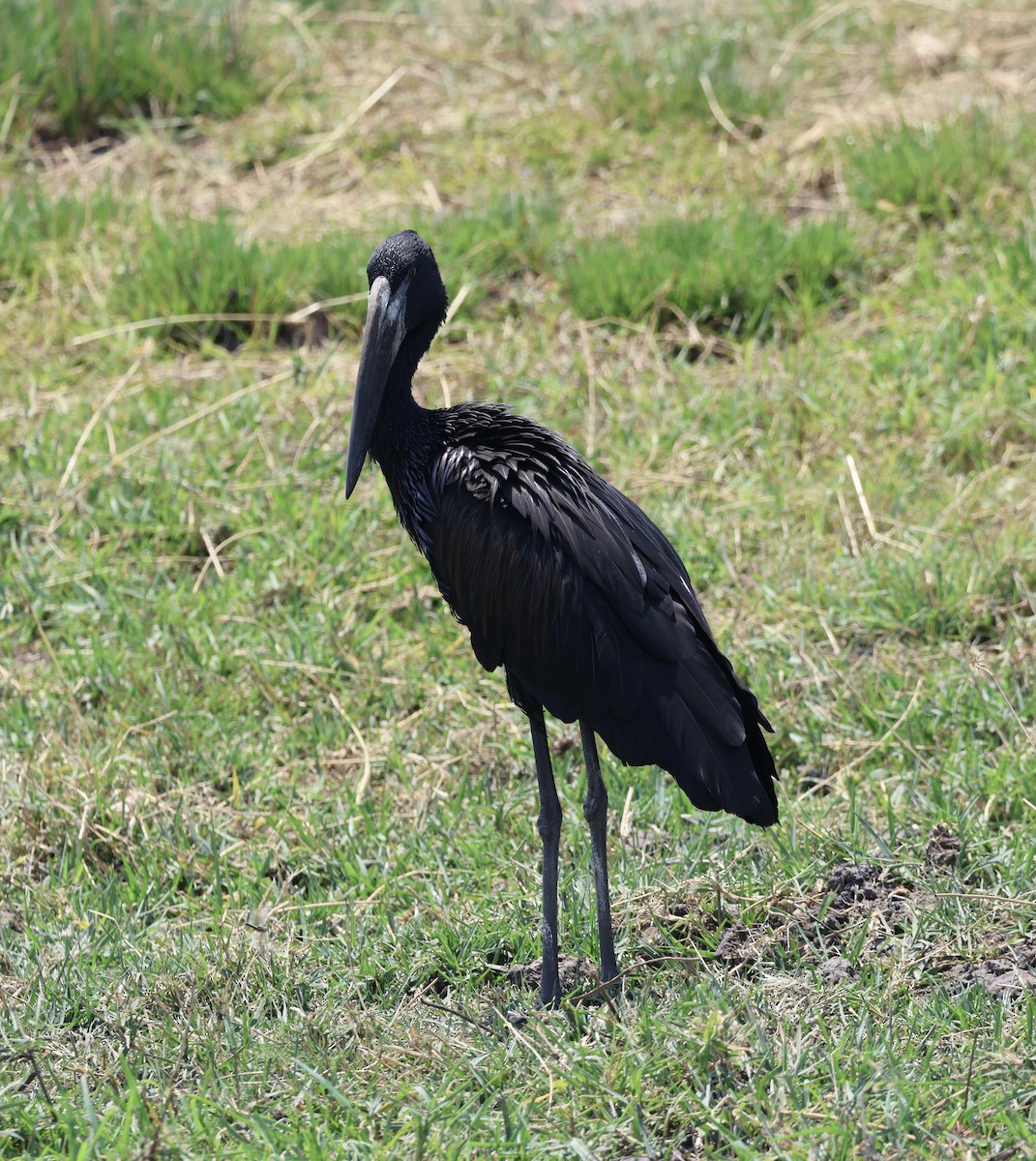 African Openbill - ML643339179