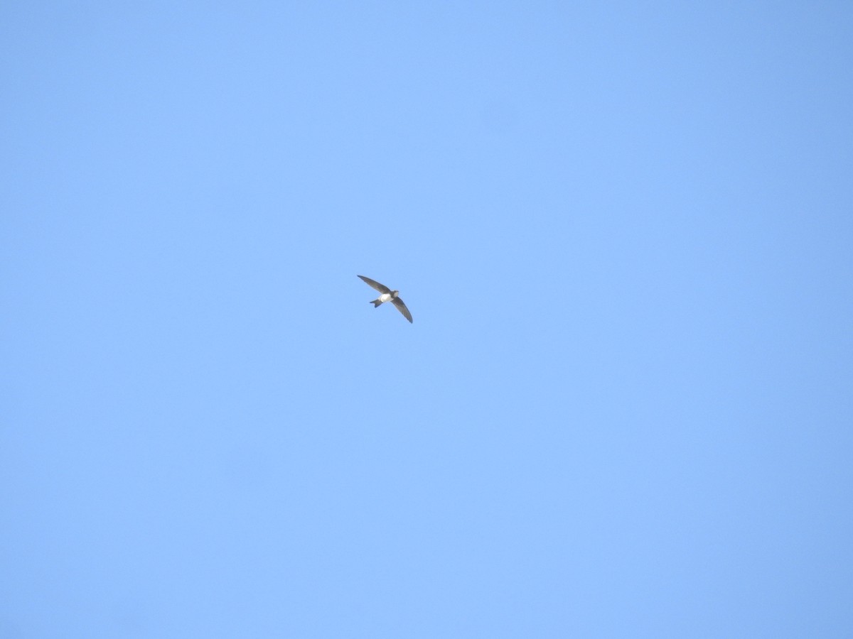 シロハラアマツバメ - ML643339193