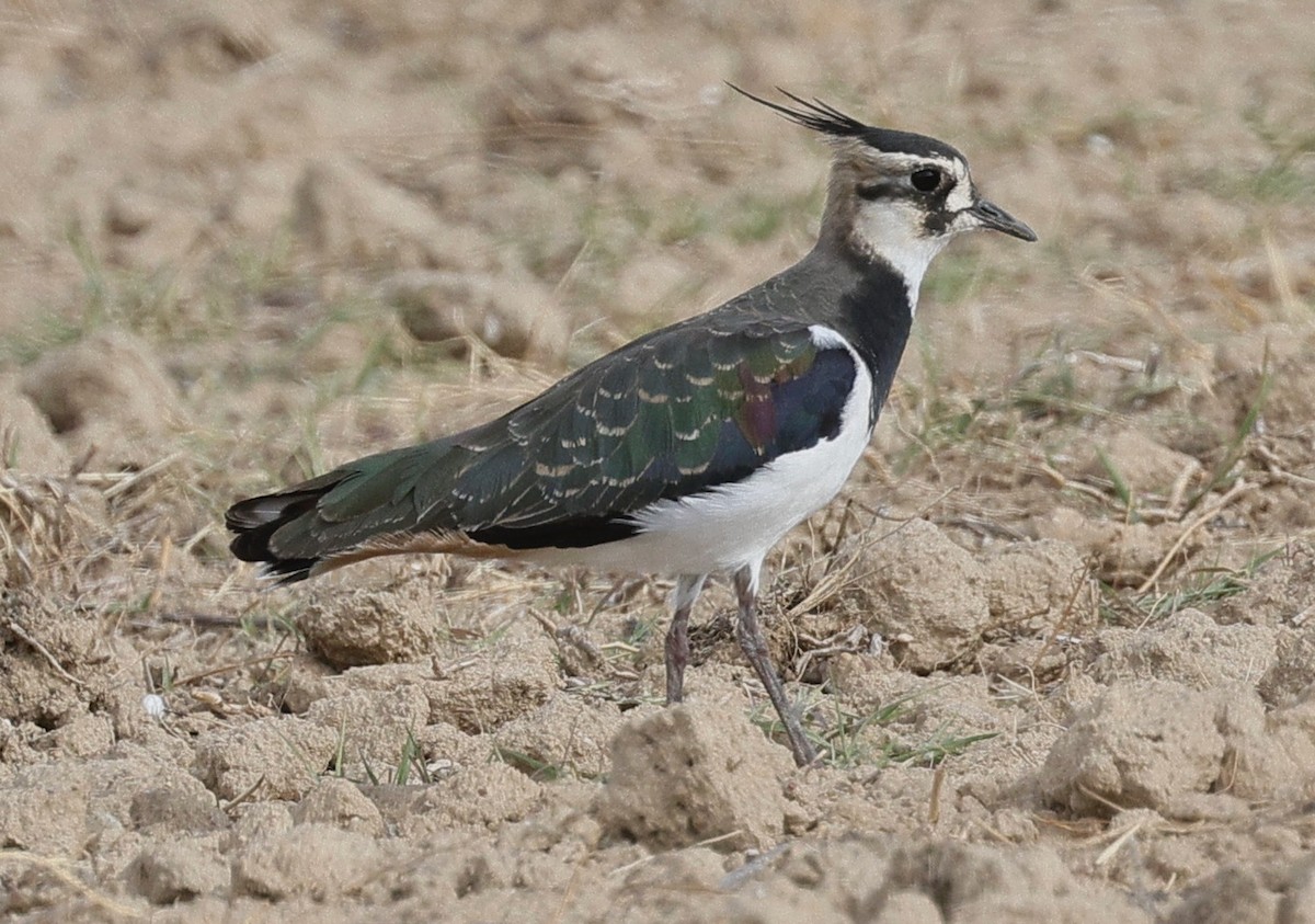 小辮鴴 - ML643339243