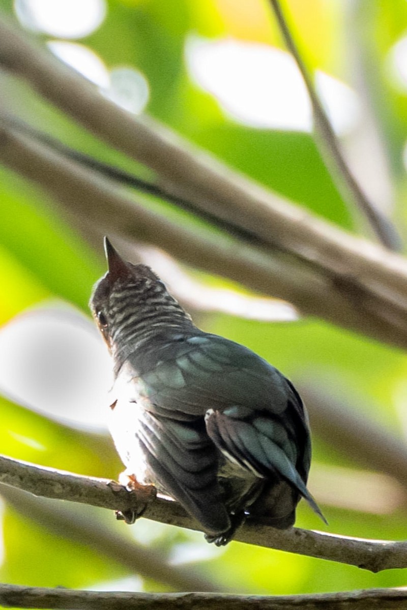 Asian Emerald Cuckoo - ML643339251