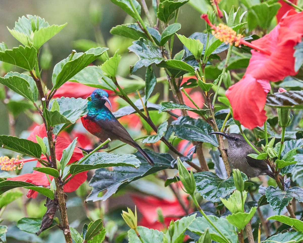 Greater Double-collared Sunbird - ML643339268