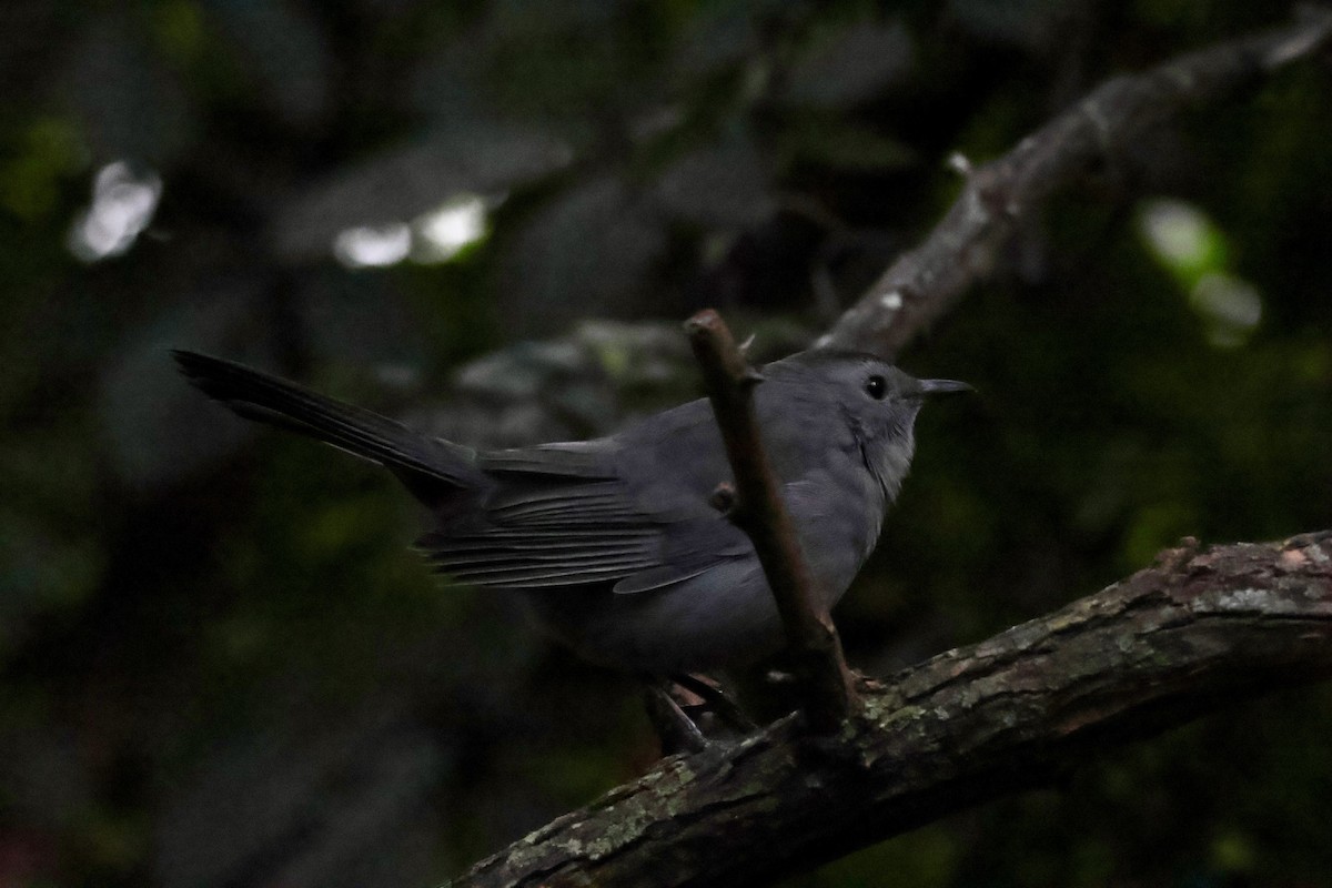 Gray Catbird - ML643339294