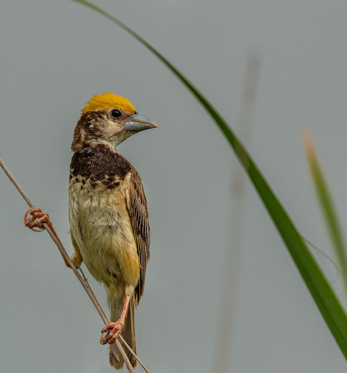 Black-breasted Weaver - ML643339296