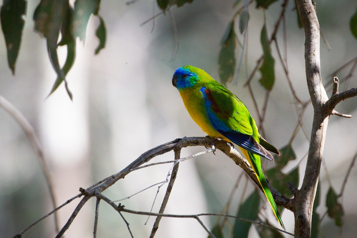 Turquoise Parrot - ML643339297