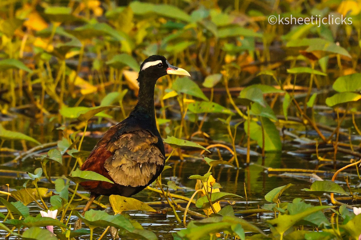 Bronze-winged Jacana - ML643339321