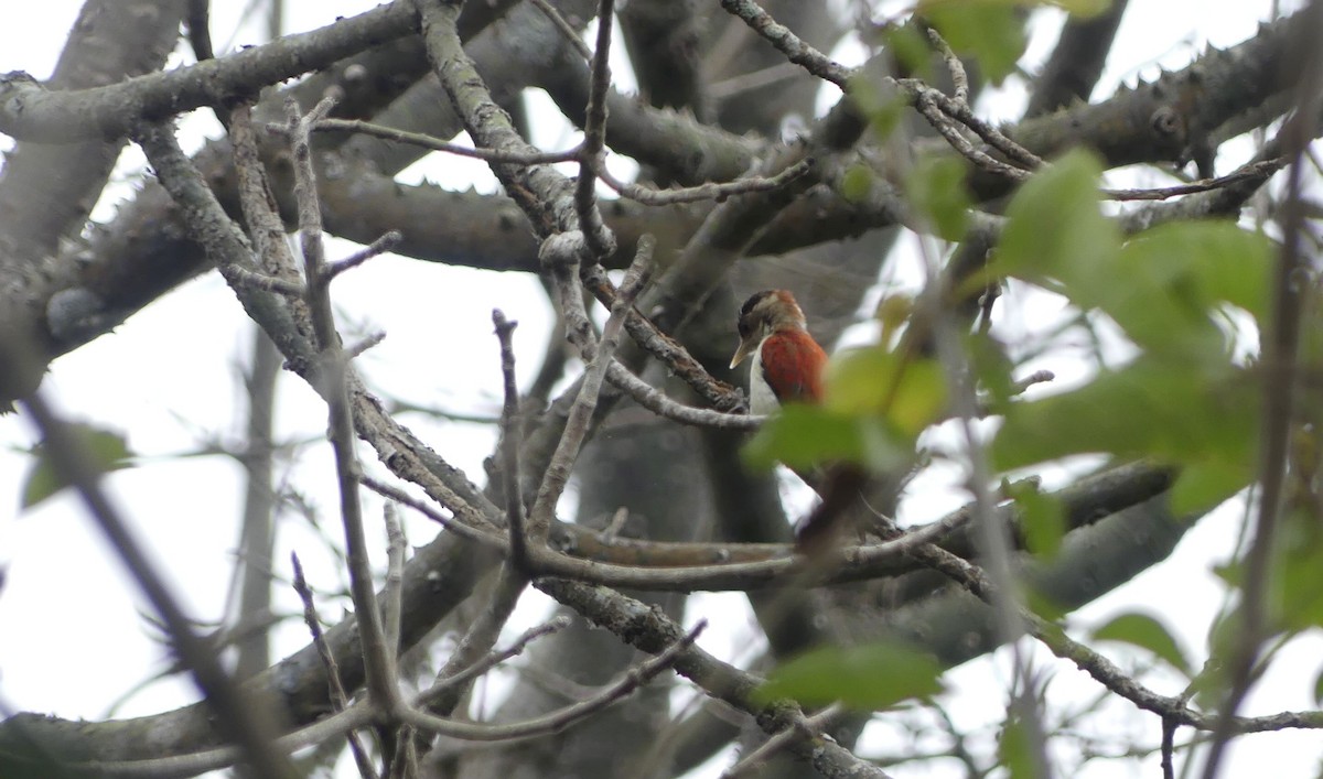 Scarlet-backed Woodpecker - ML643339335