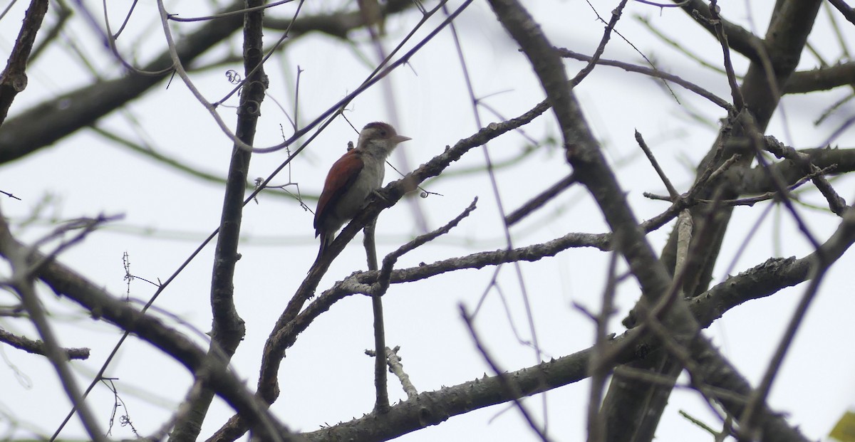 Scarlet-backed Woodpecker - ML643339336