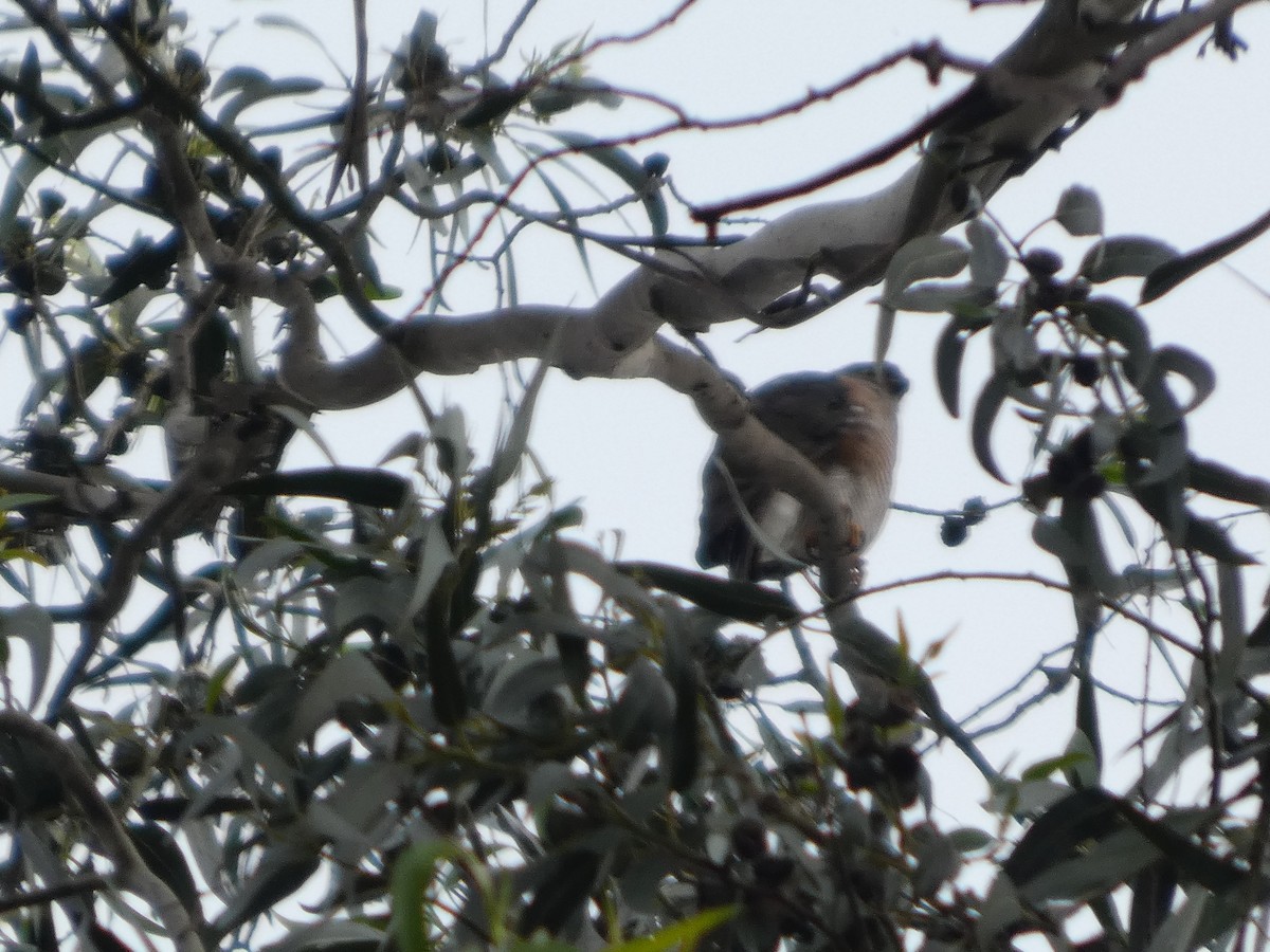 African Goshawk - ML643339347