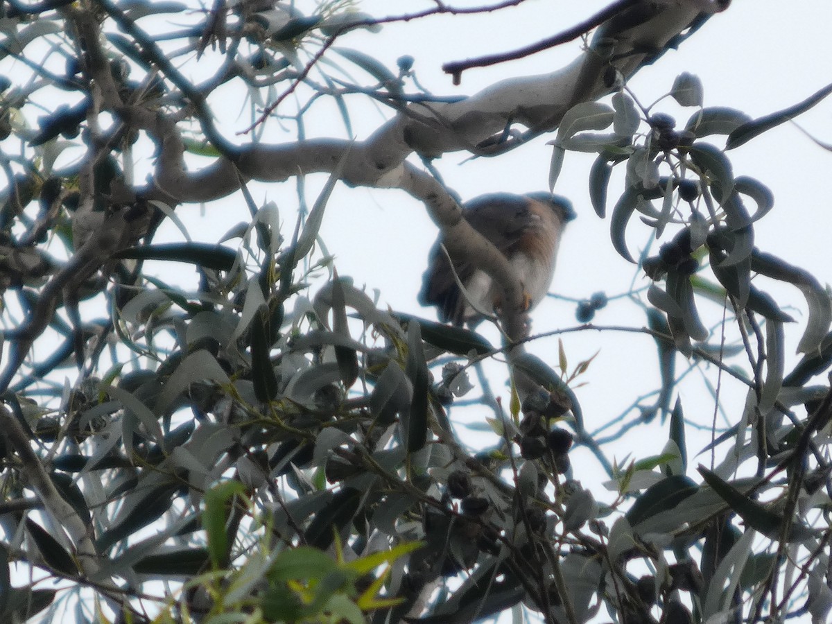 African Goshawk - ML643339348
