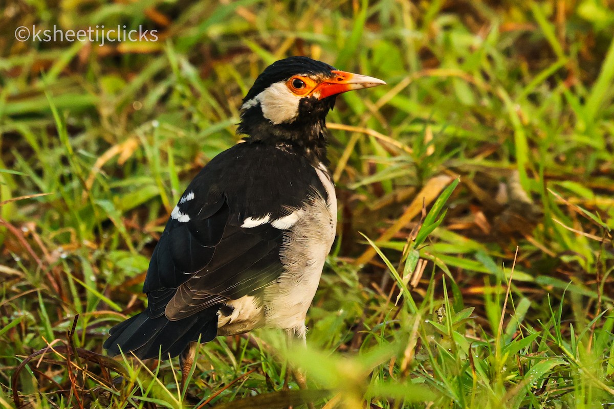 Indian Pied Starling - ML643339361