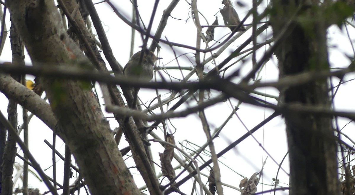 Fulvous-faced Scrub-Tyrant - ML643339371